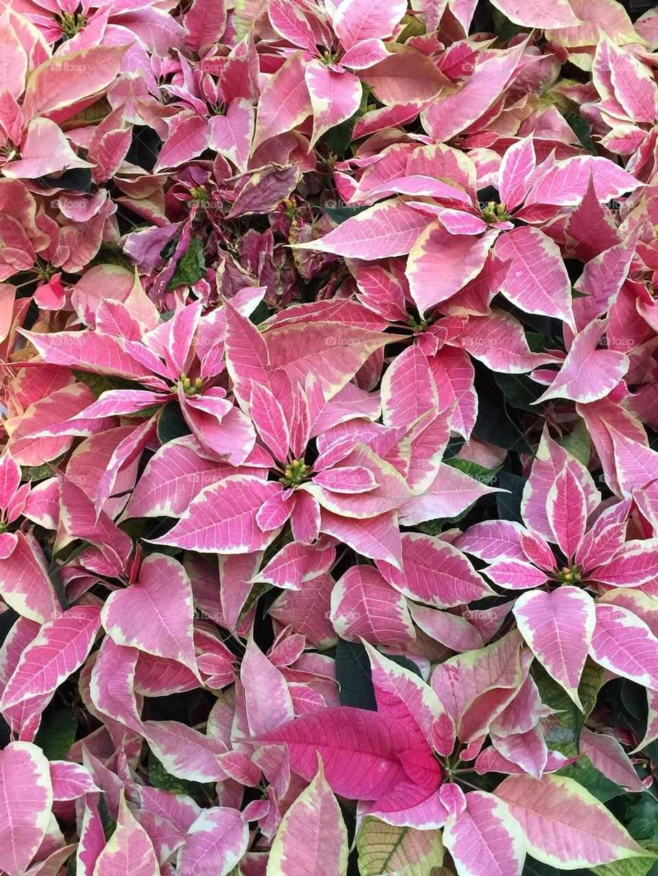 Pint Poinsettia flowers 