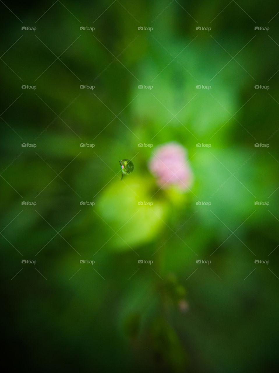 The Nature's beauty that we cant see in normal eyes...#macro