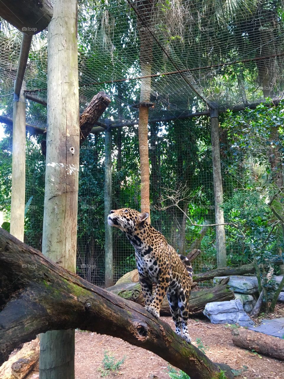 Jaguar in Florida 
