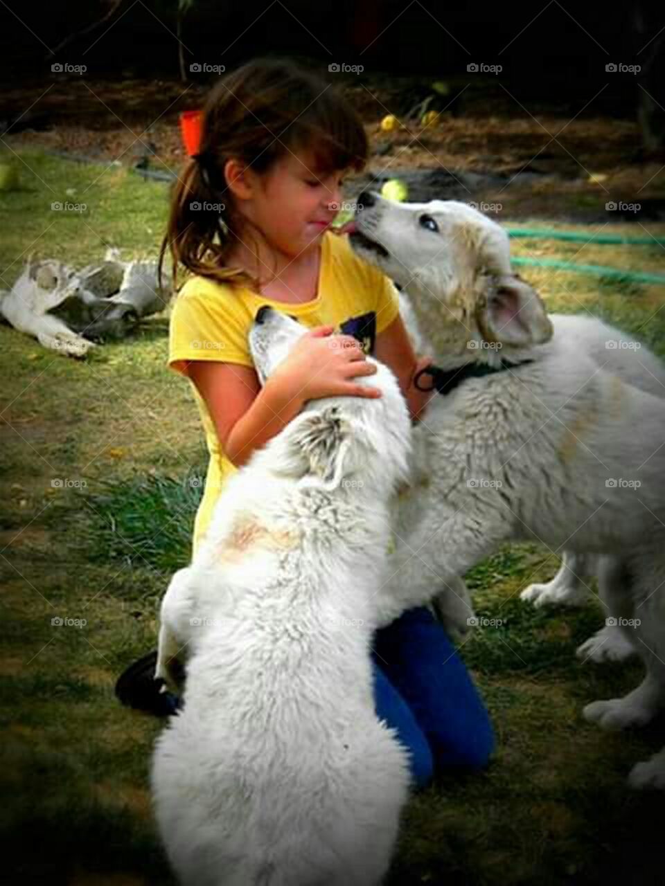 little girl getting puppy kisses