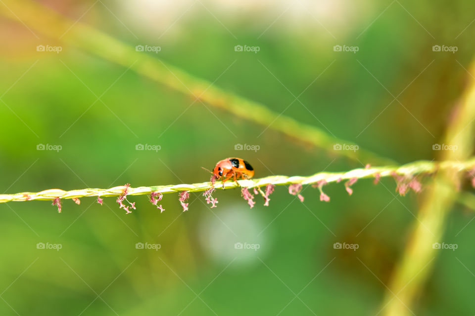 a ladybug's morning walk through it's hanging garden