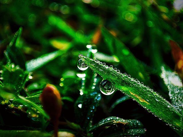 PORTRAIT PLANT WITH DEW