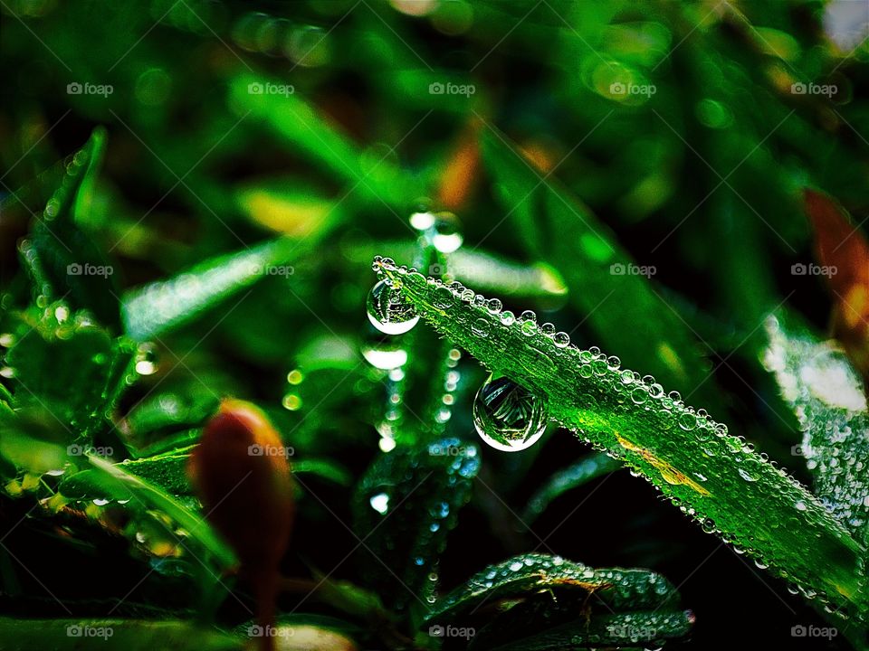 PORTRAIT PLANT WITH DEW