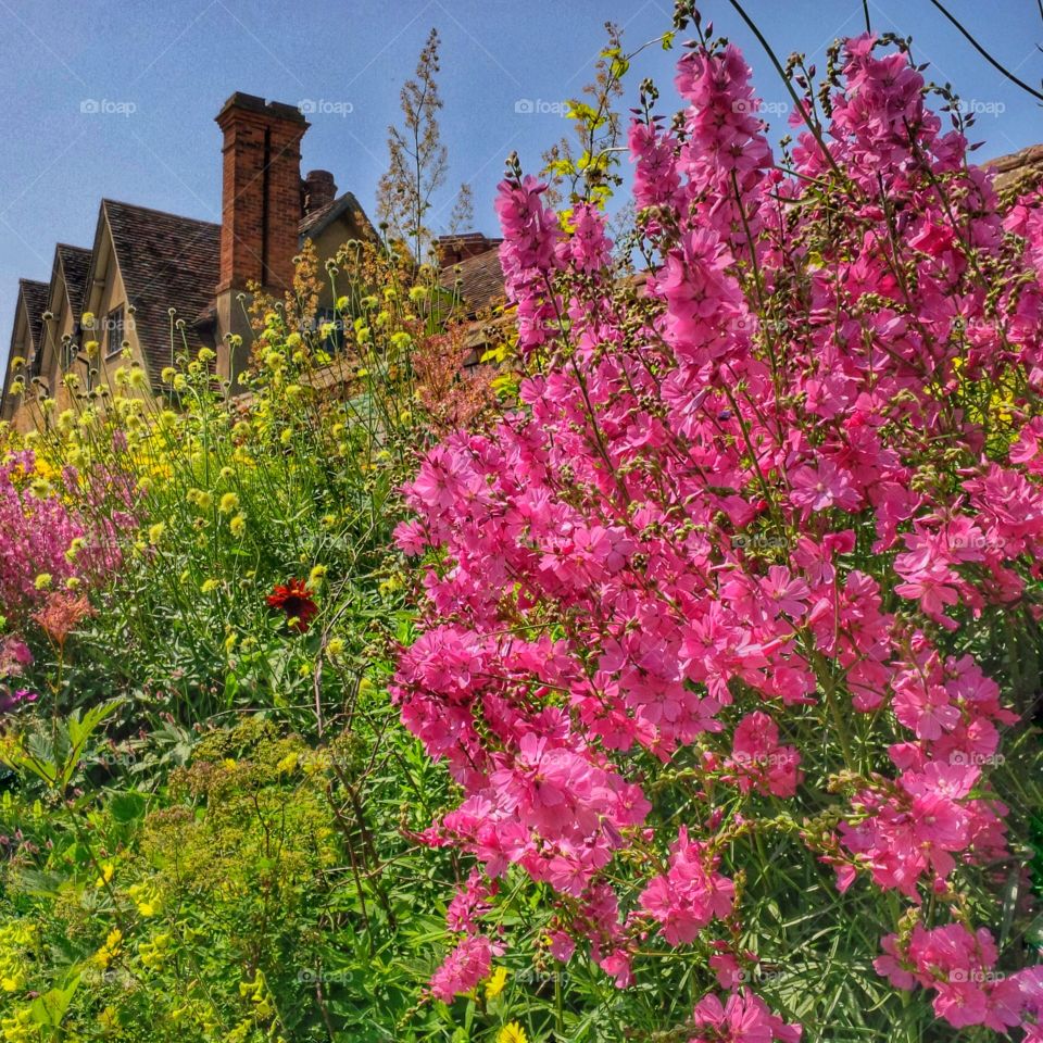 Garden. Old walled garden 