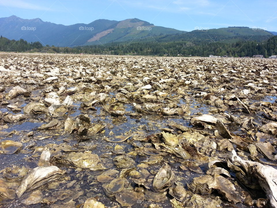 Oysterbeds