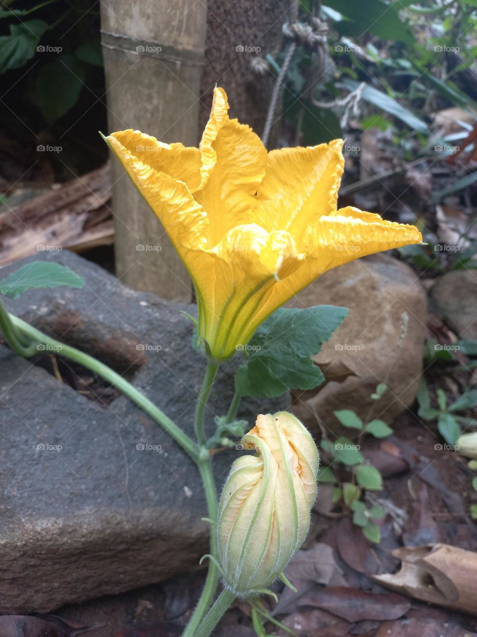 Yellow pumpkin flowers in bloom