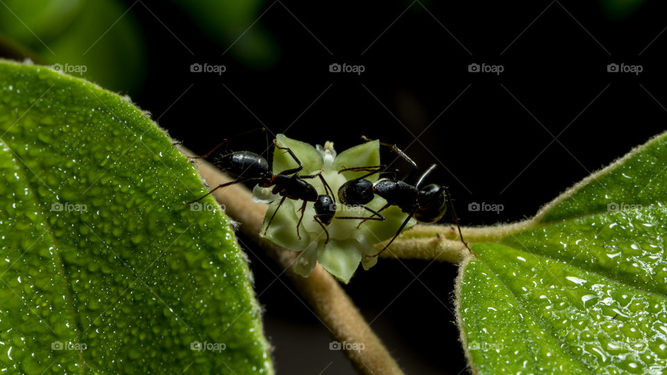 The daily routine of ant