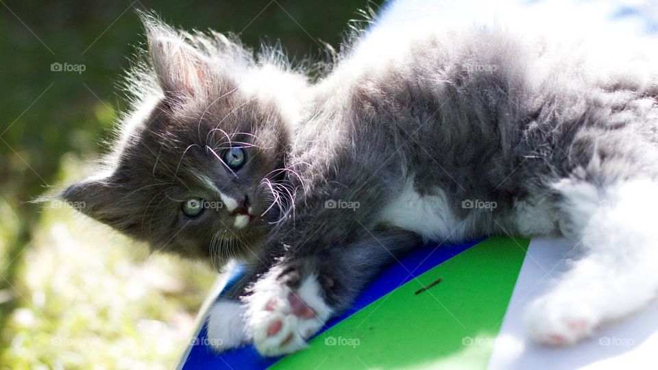 cute kitten playing