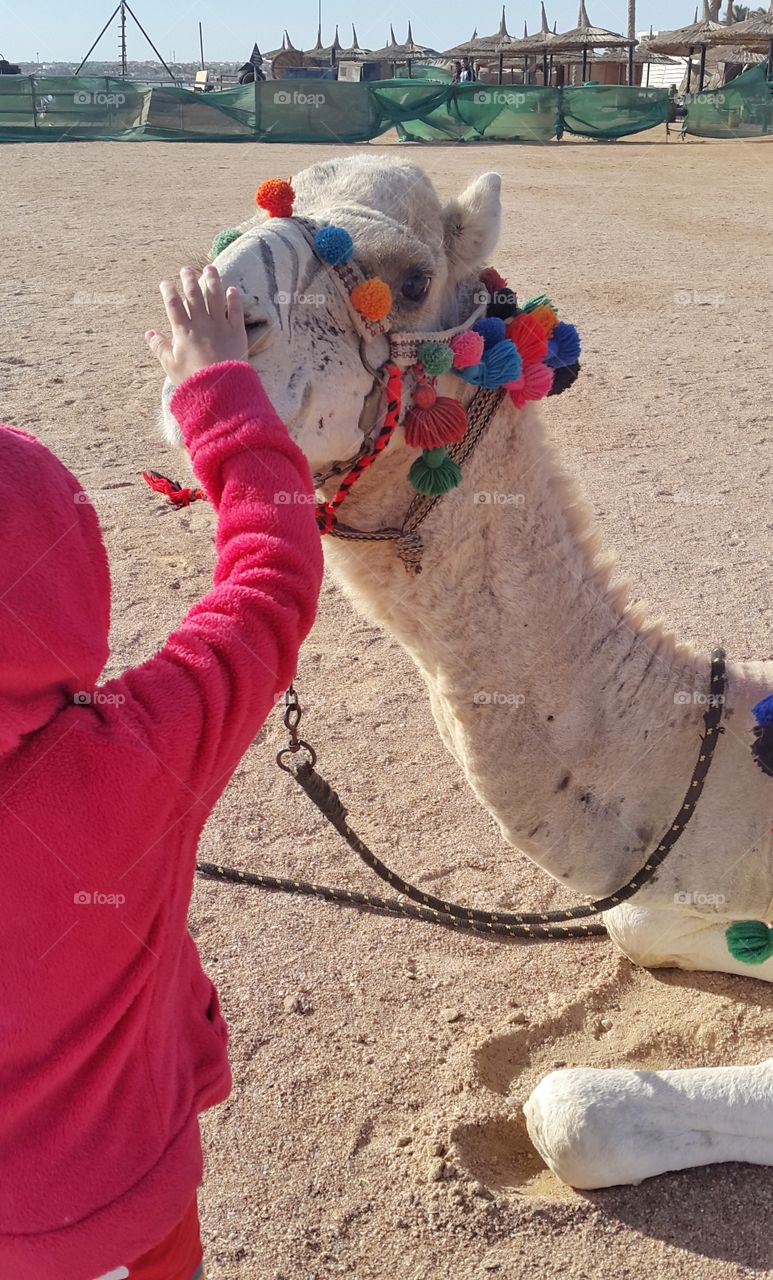 девочка гладит верблюда