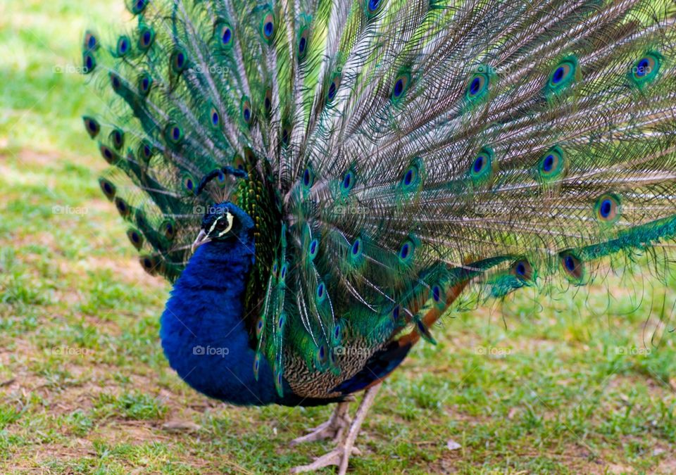 beautiful peacock in the garden