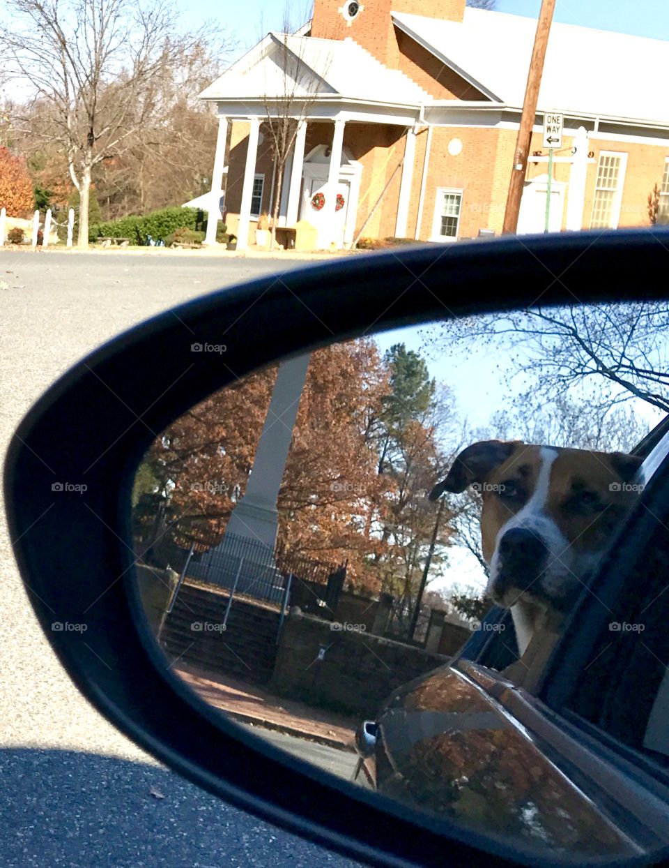 Molly in side mirror