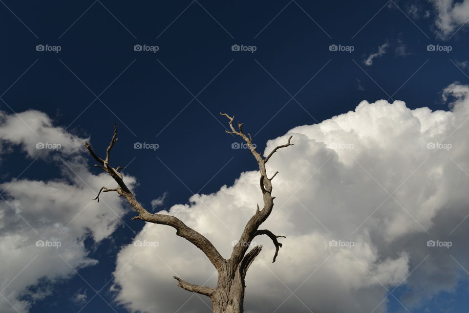 Bare stark deadwood tree against cloudy sky minimalist 