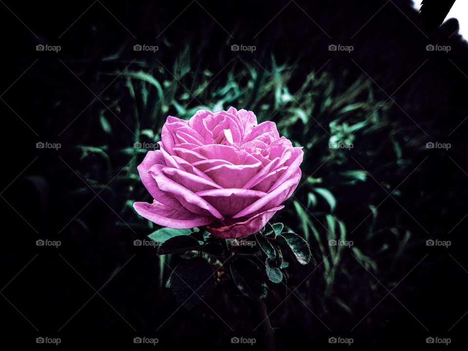 pink rose
