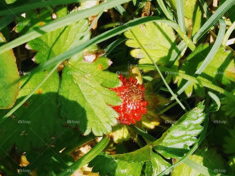 wild strawberry