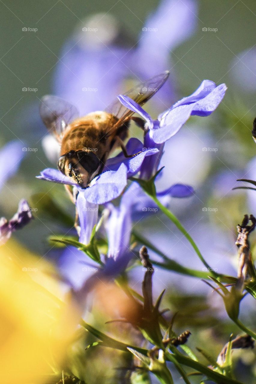 We make sure that our farm is a safe place for all animals and insects to live a harmonious life! Here are some of my favorite shots!