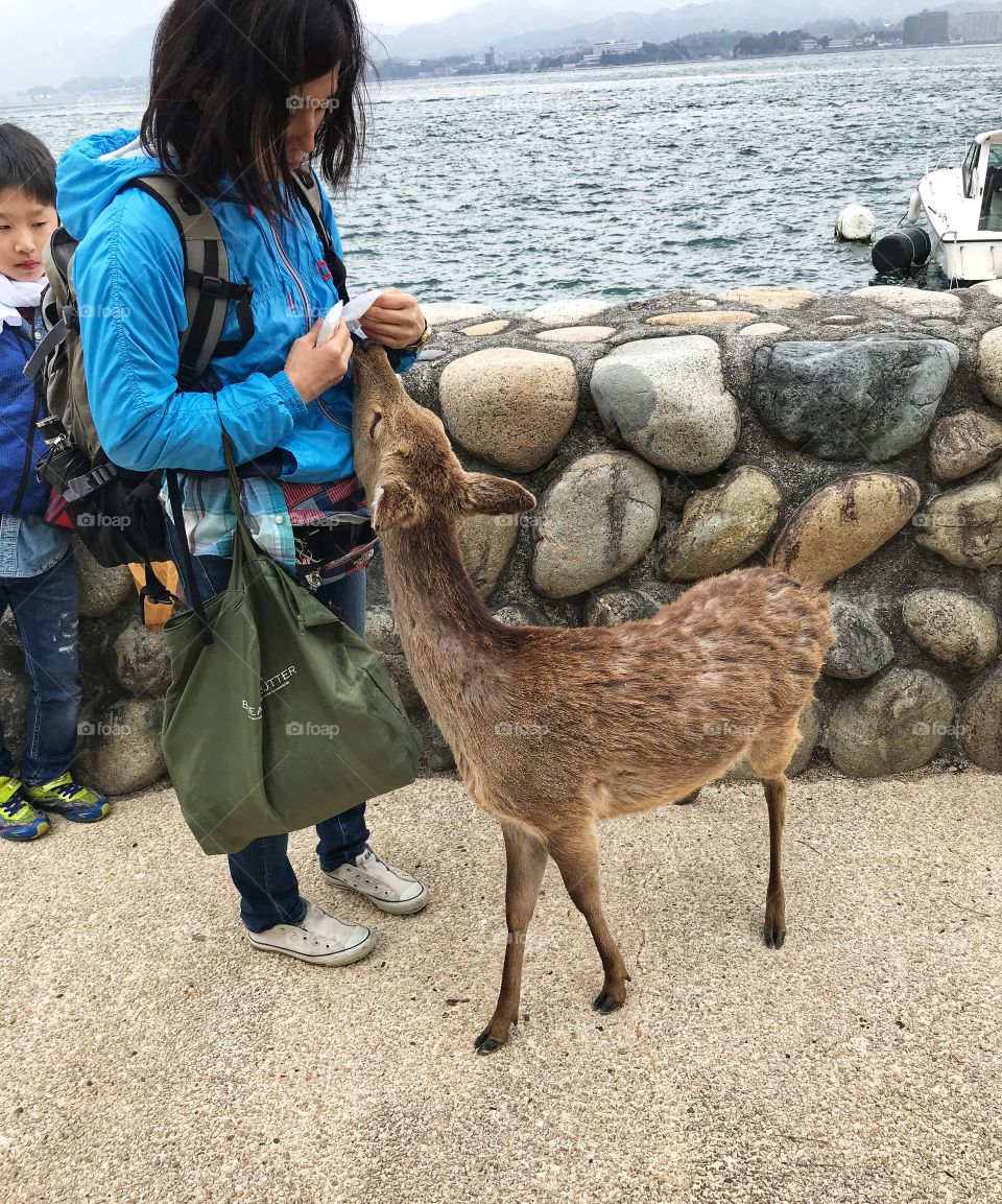 Tame deer on Miyajima island, Japan 