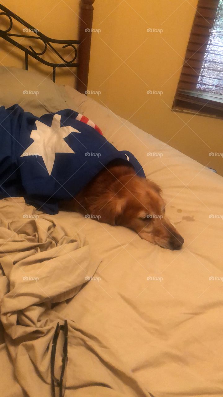 sleeping retriever wrapped in aussie flag asleep golden in bed in morning