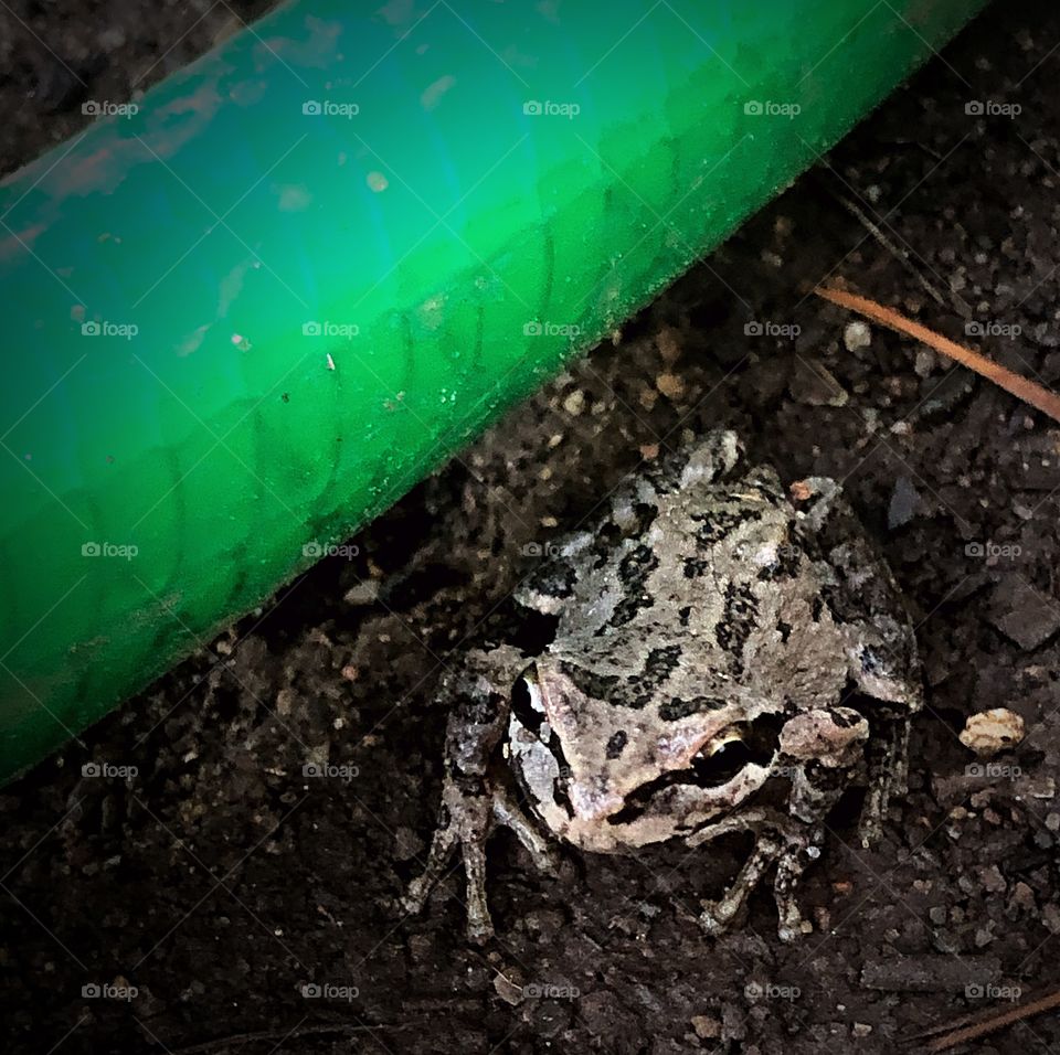 My resident frog and my hose