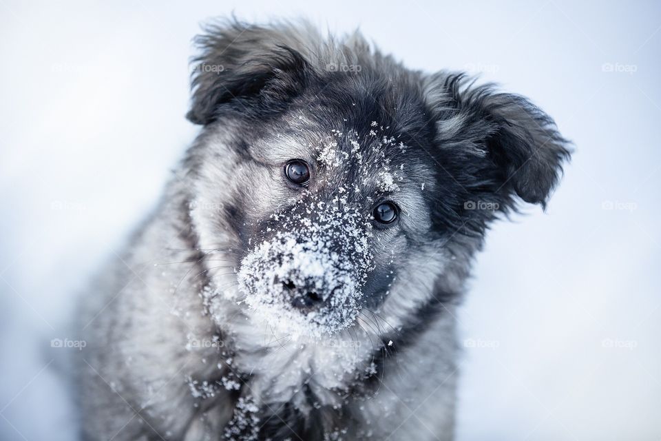 Cute little puppy playing with snow