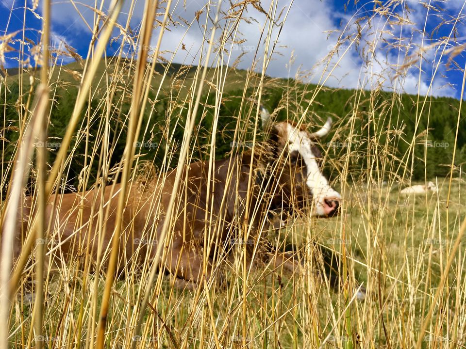 cow photographed in the mountains, hidden behind a tall grassy meadow
