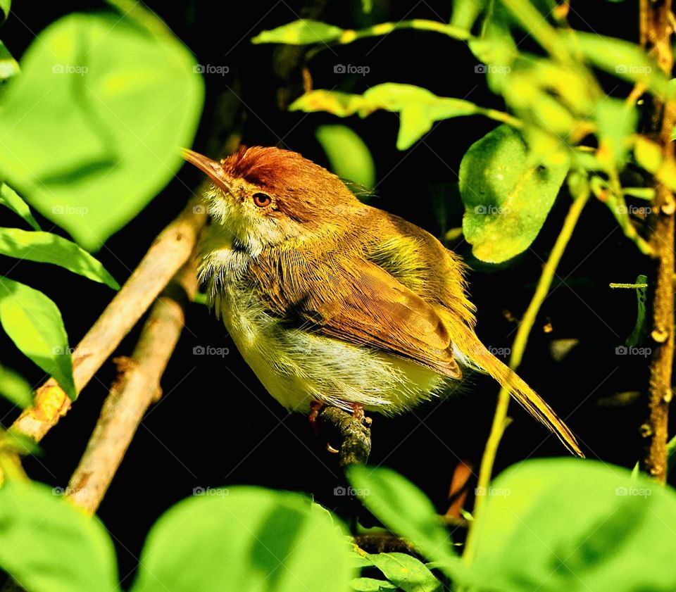 Tailor bird - Backyard - Perching 