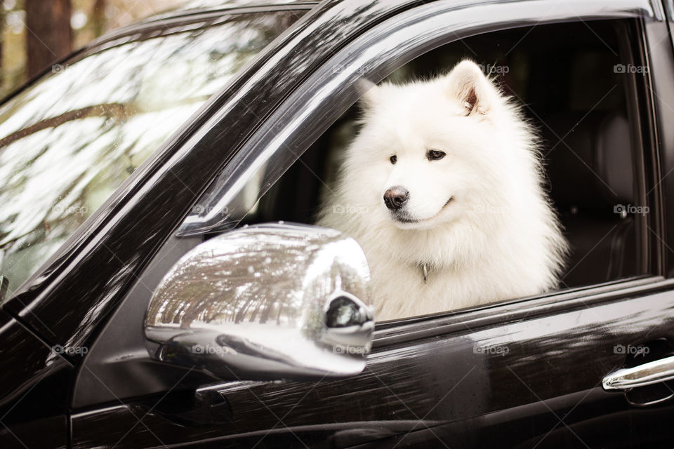 Samoyed dog sitting in car looking out the window