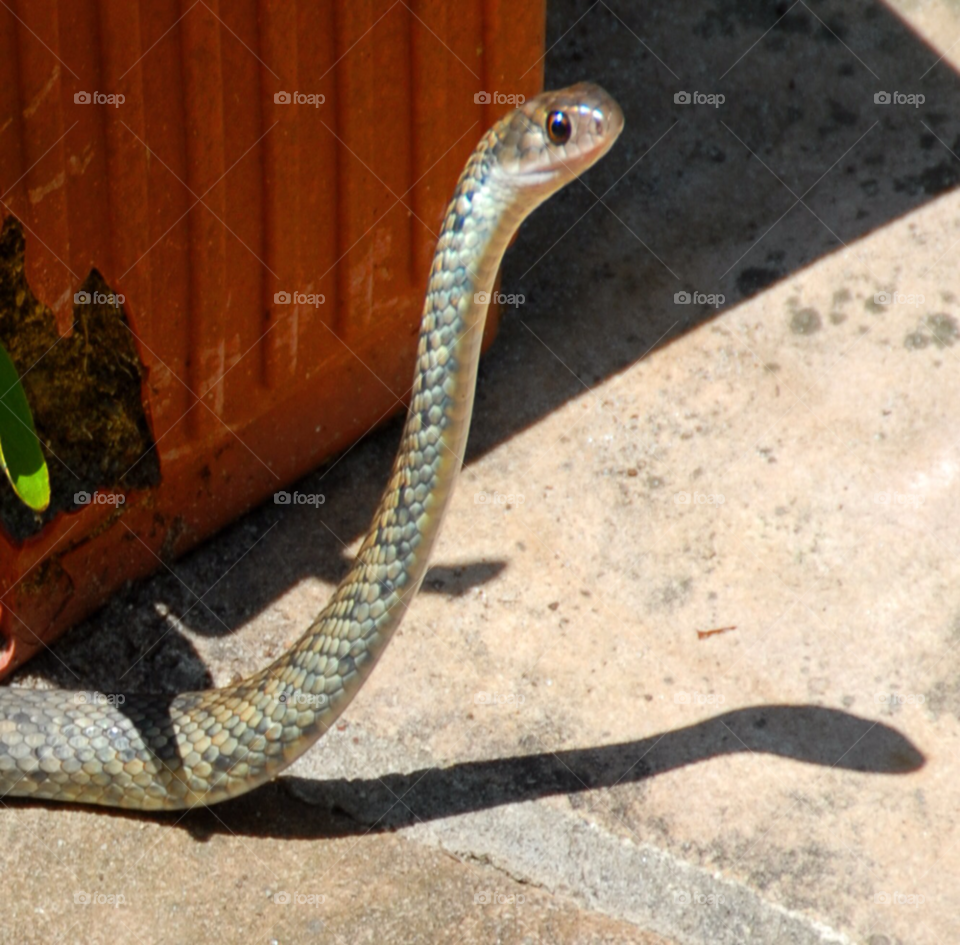 snake slither cute snake by lightanddrawing