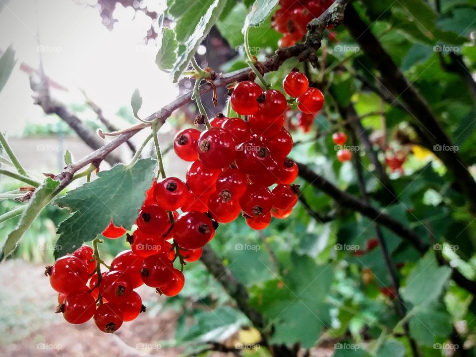 red currant backlight