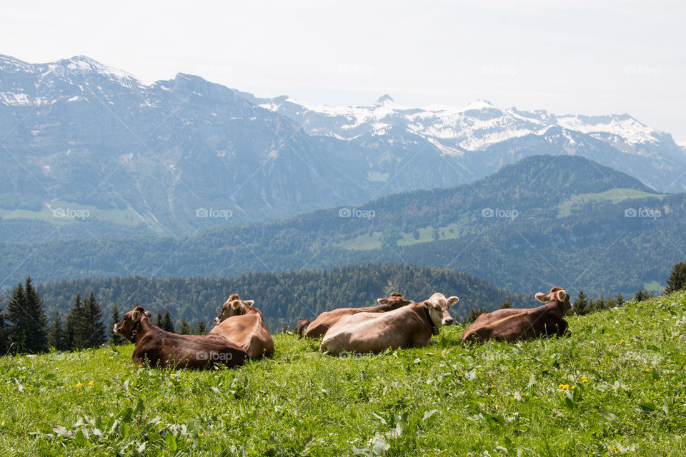 Happy cows in Austria 