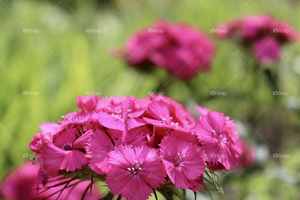 Pink flowers