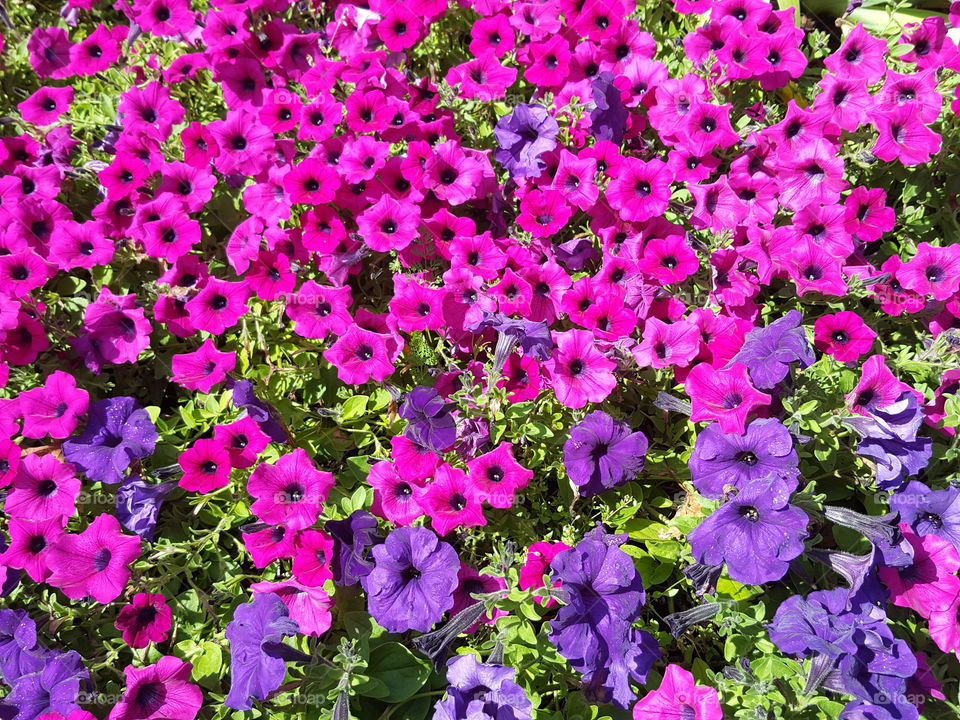 petunias