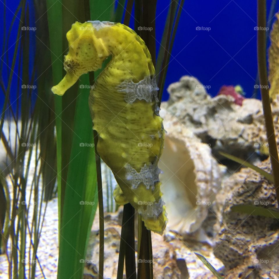 Seahorse 