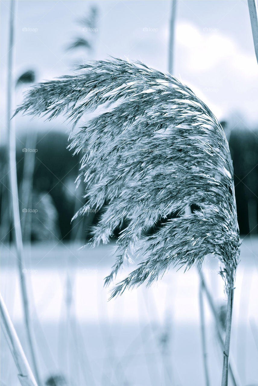 Pretty grass