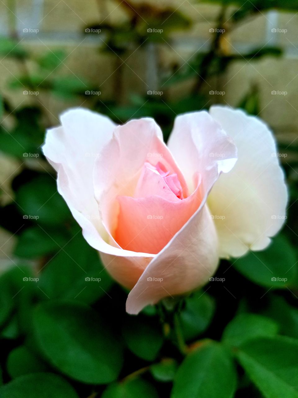 rose en couleur