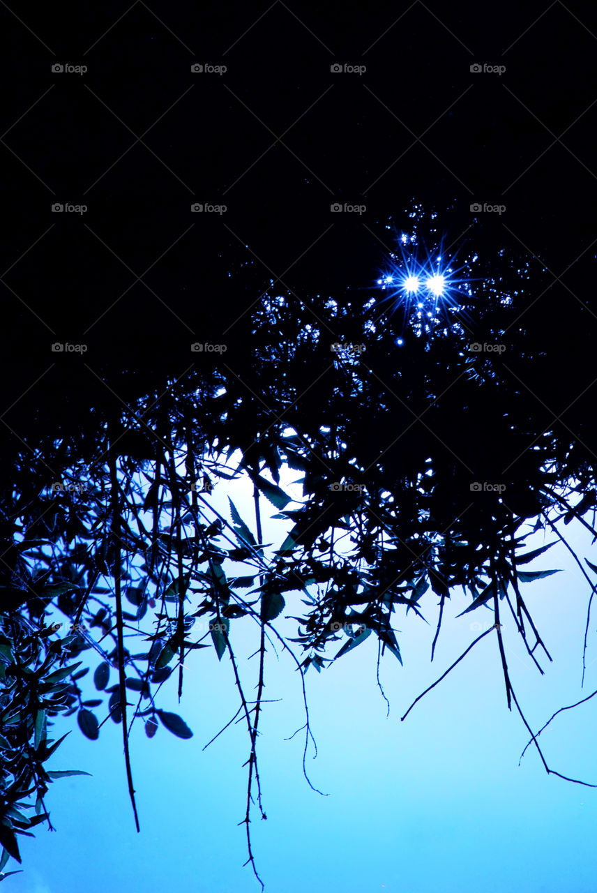 black shadow and a tuff of donar