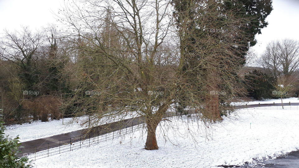 A Tree In The Snow