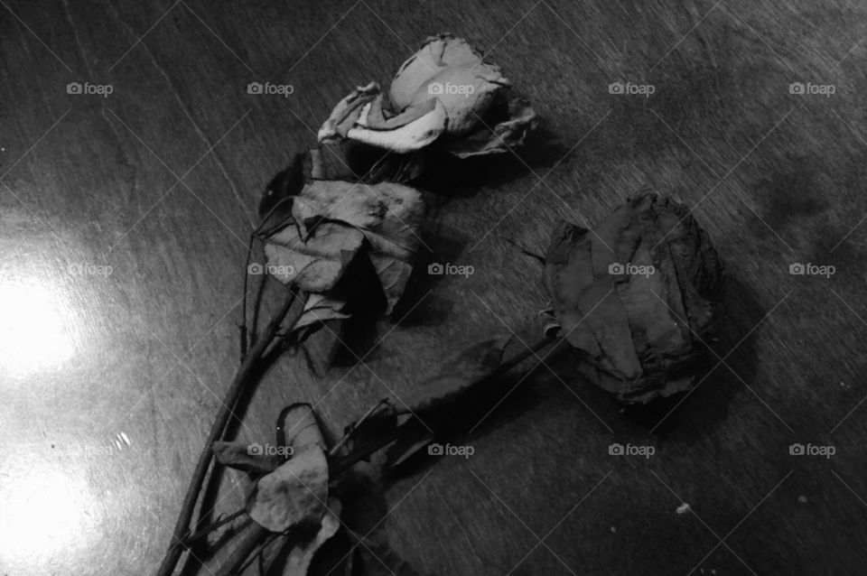 dead roses