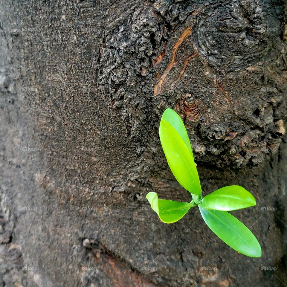 New shoots sprout from tree trunks