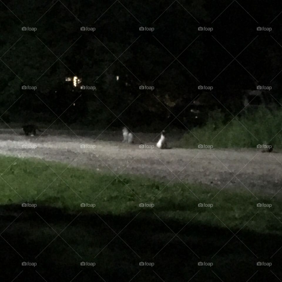 Cats of the corn !!!