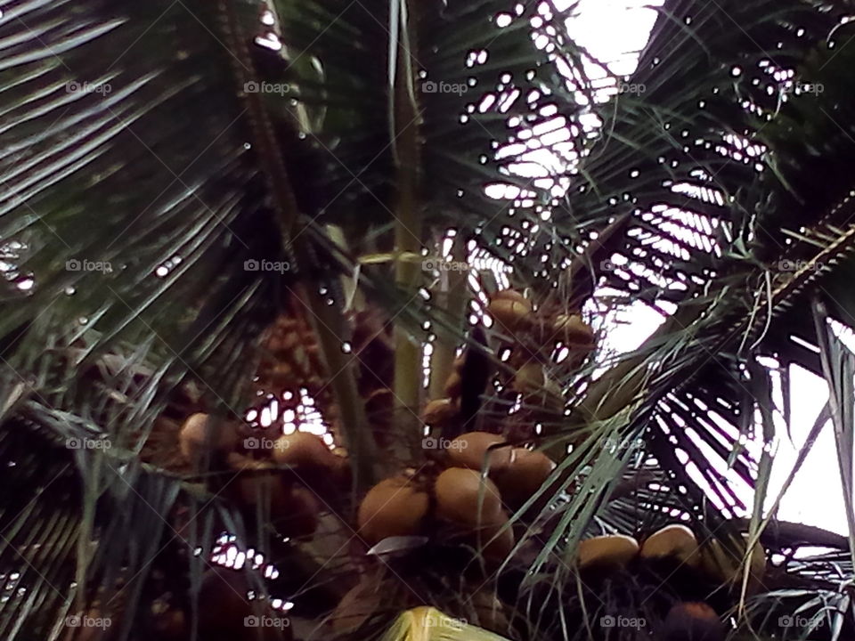 coconuts