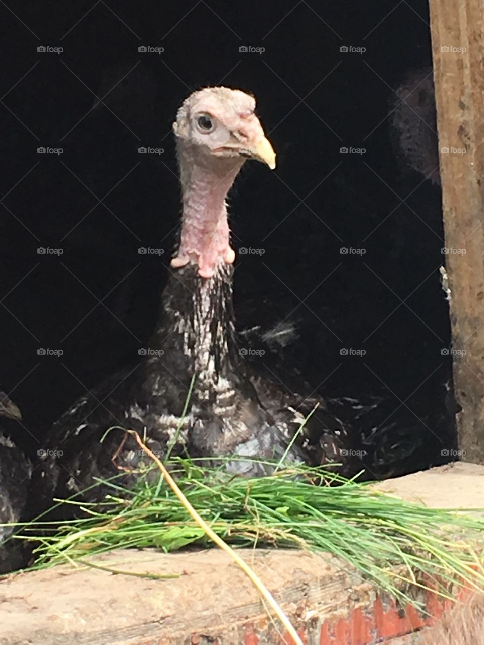 Turkey at the farm 
