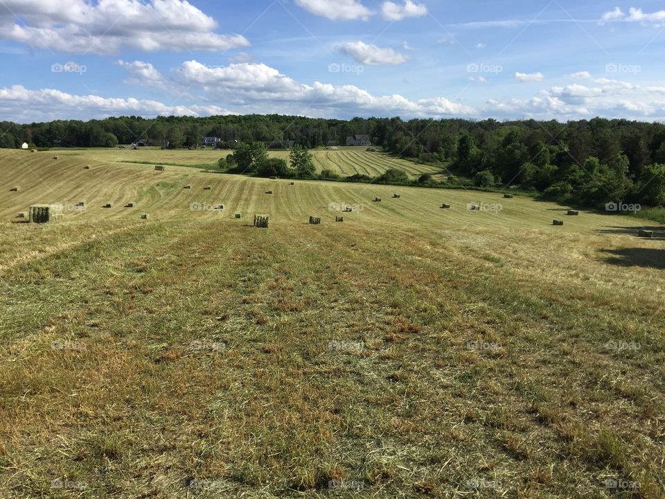 Field of baled hay. 