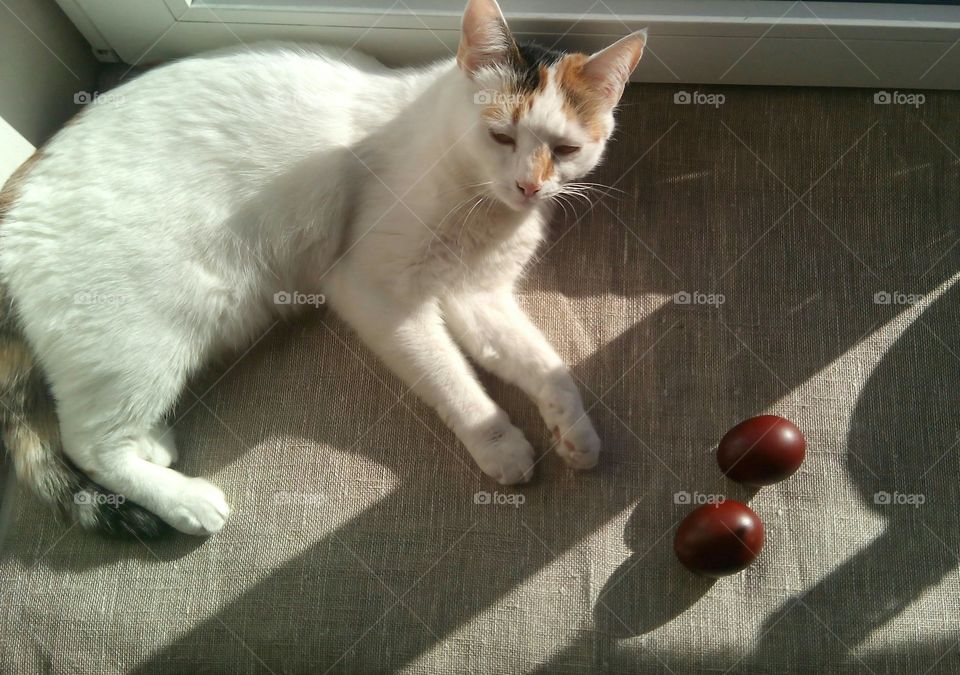 cat and eggs