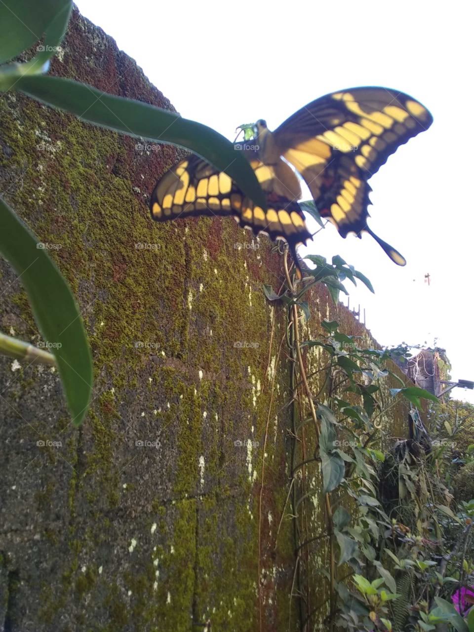 🦋 da mata atlântica 🙏👏🌻🌼