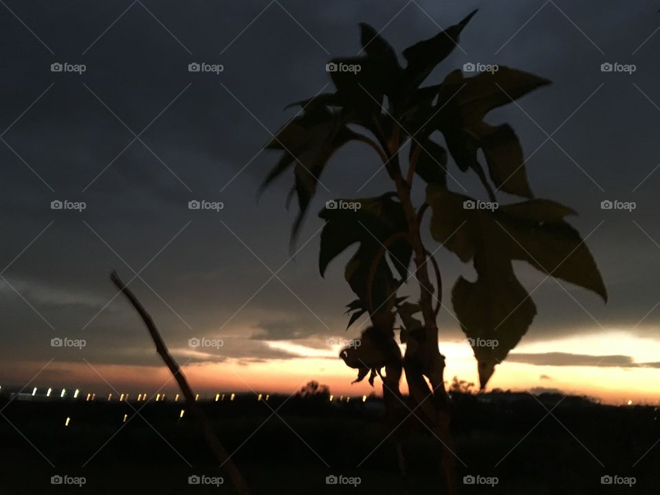 Desperte, #Jundiaí. 
Sem filtros, com #luz no infinito mas leve #garoa nas redondezas, há de ser uma boa #TerçaFeira.
🍃
#sol #sun #sky #céu #photo #nature #morning #alvorada #natureza #horizonte #fotografia 