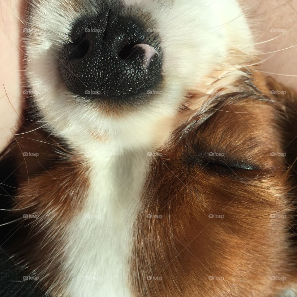 Sleeping puppy . Our sweet King Charles cavalier spaniel