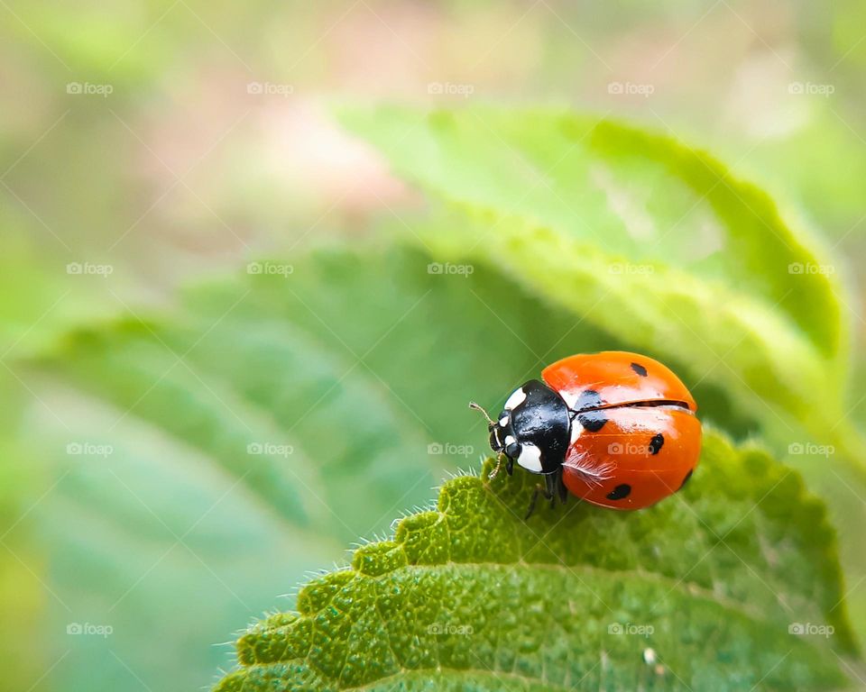 Seven spotted  ladybird beetle on green leaf macro