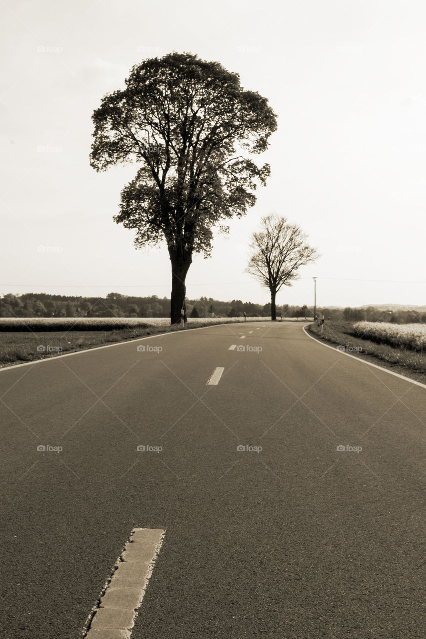 Trees on road