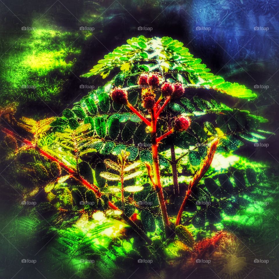 Morning Dew On Plants