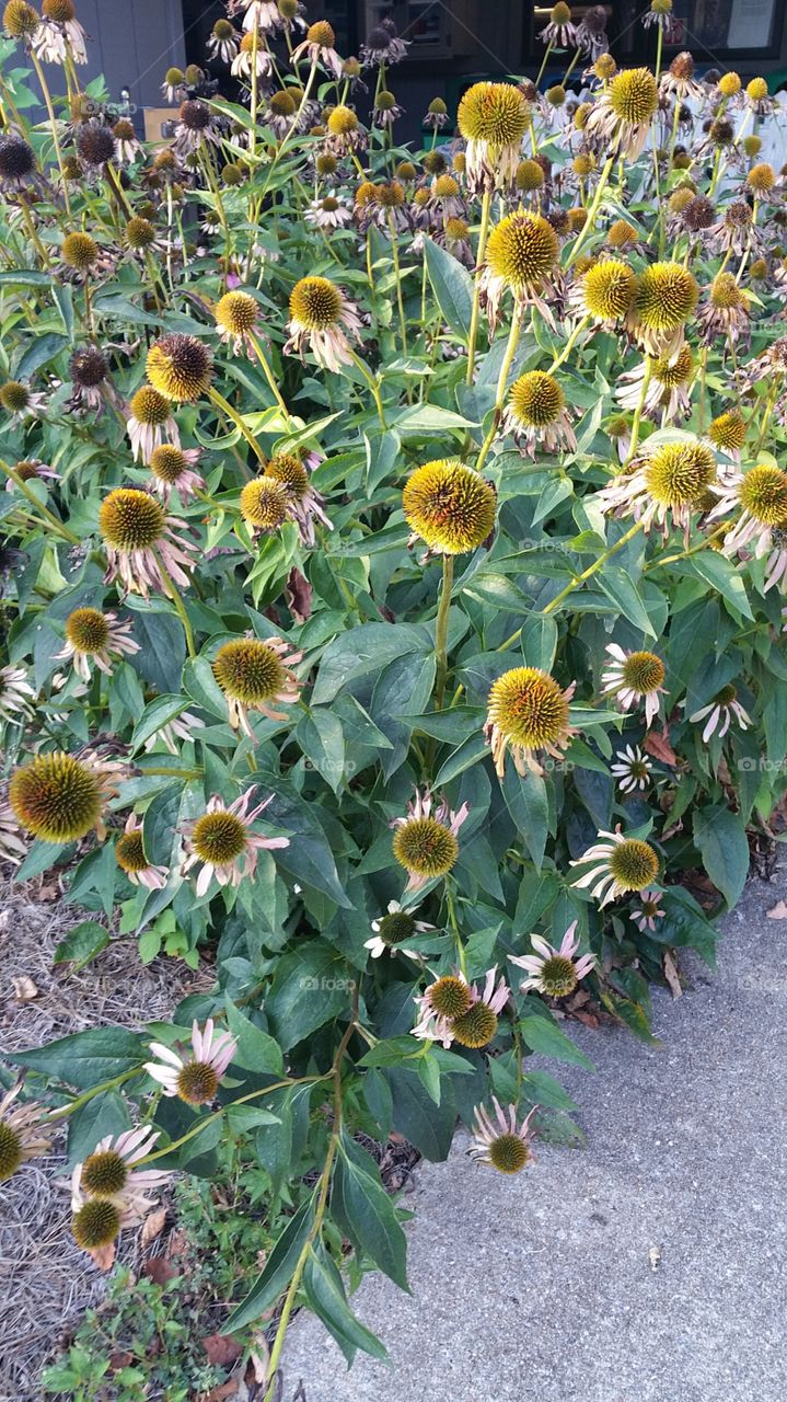 Flora, Nature, Flower, Leaf, Summer